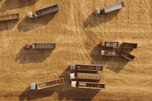 Grain trucks on a wheat field during harvest. Transportation of grain from the field. Agriculture industry.